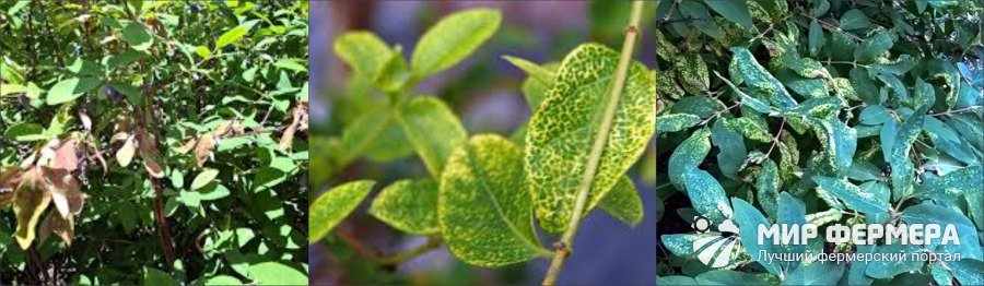 Вирус крапчатости листьев жимолости