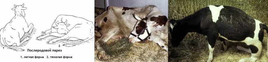 Родильный парез у коров