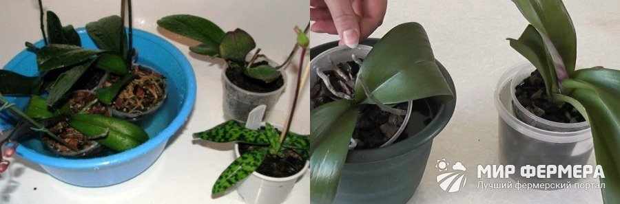 Как поливать орхидею