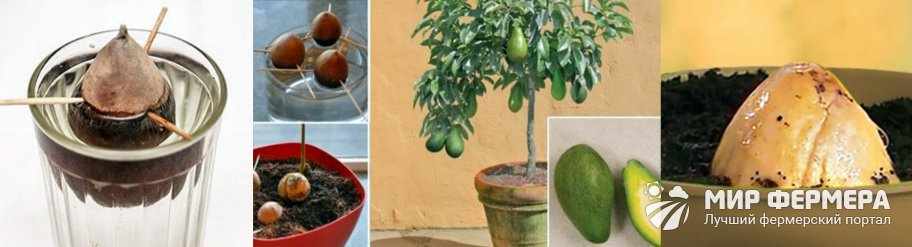 Как вырастить авокадо дома