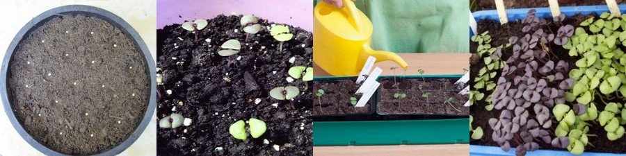 Как вырастить базилик из семян