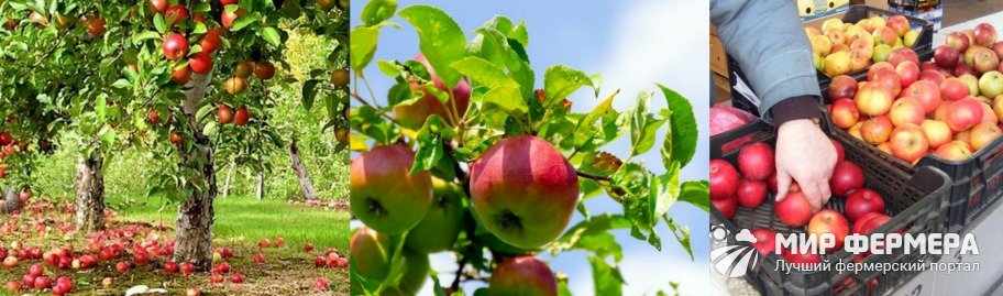 Урожайность яблони Уэлси