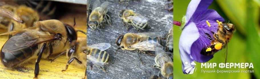 Продолжительность жизни пчелы