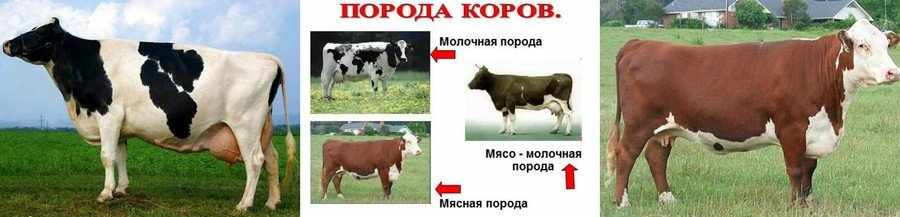 Молочные и мясные коровы