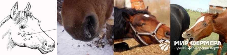 Инфекционные болезни лошадей