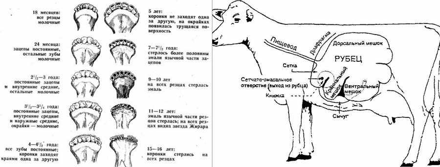 Как узнать возраст коровы