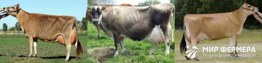 Джерсейская порода коров фото