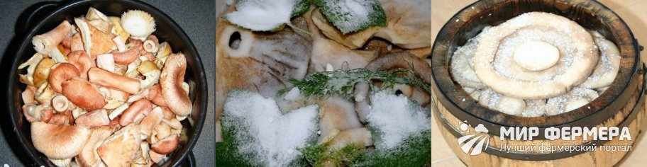 Как солить грибы холодным способом