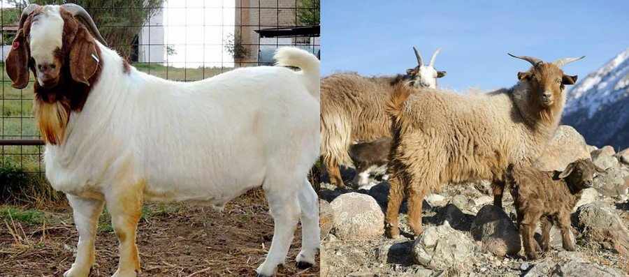 Смешанные породы коз