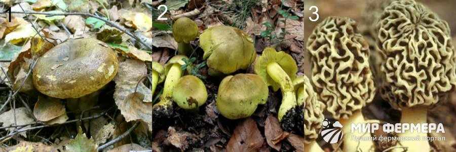 Условно-съедобные грибы с фото и описанием