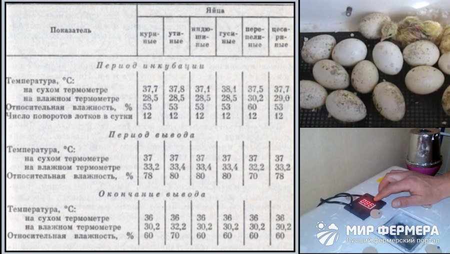 Таблица инкубации индюшиных яиц
