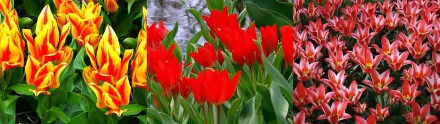 Тюльпаны Грейга