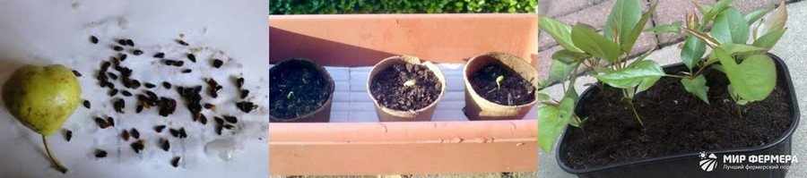 Как вырастить грушу из семян