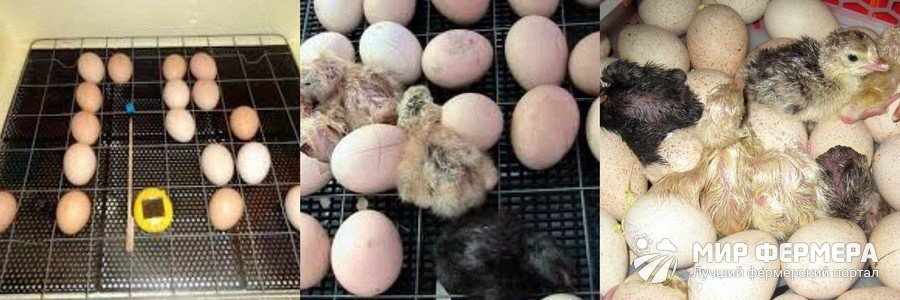 Как выбрать яйца для инкубации