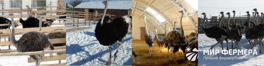 Как содержат страусов зимой