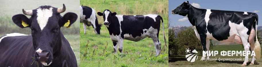 Черно-пестрая порода коров фото