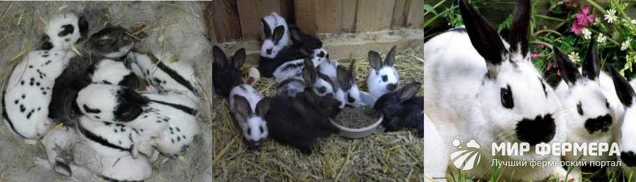 Размножение кроликов в домашних условиях