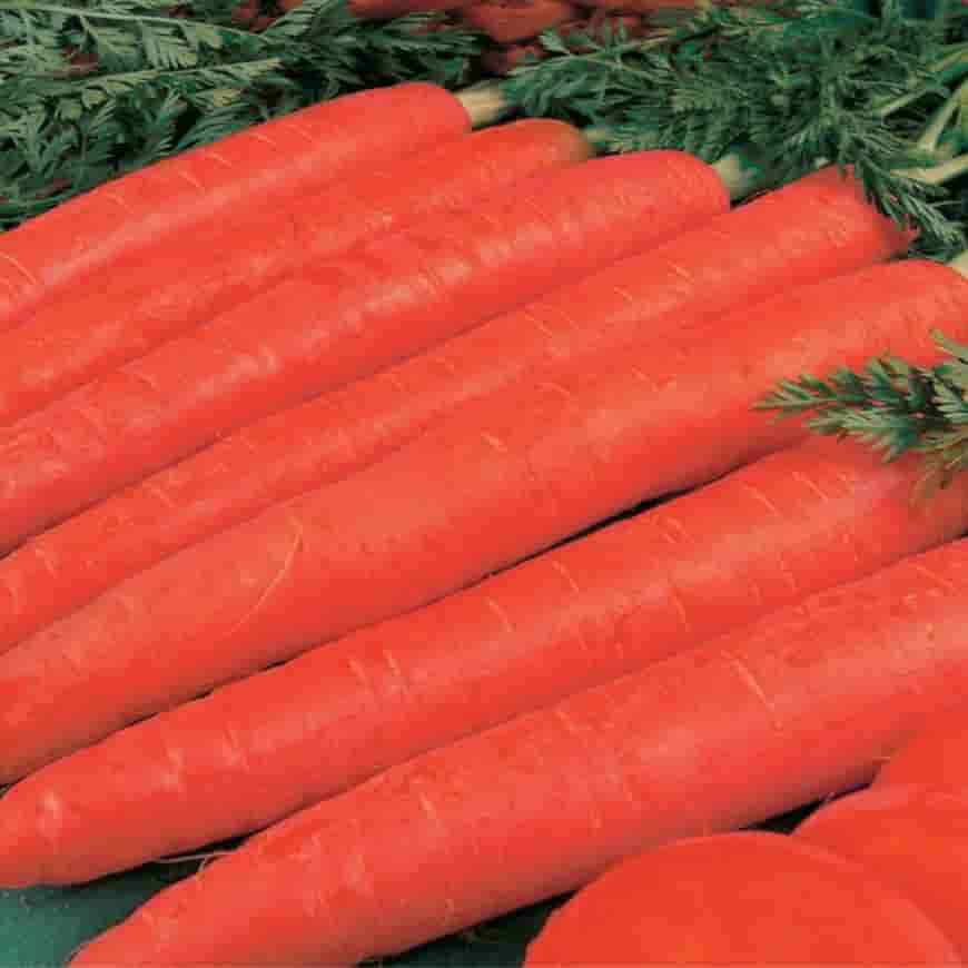 Сорт моркови Красный великан