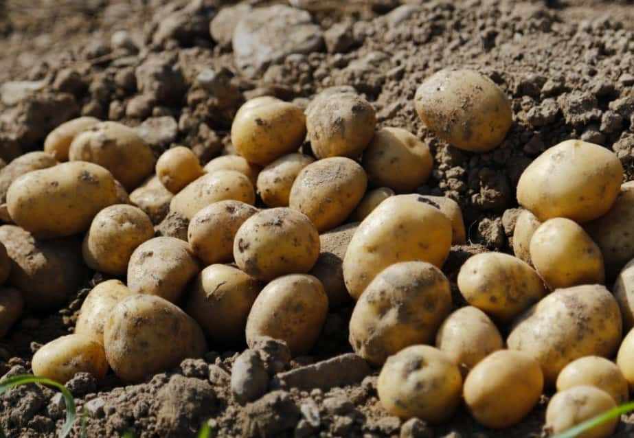 Урожайный картофель