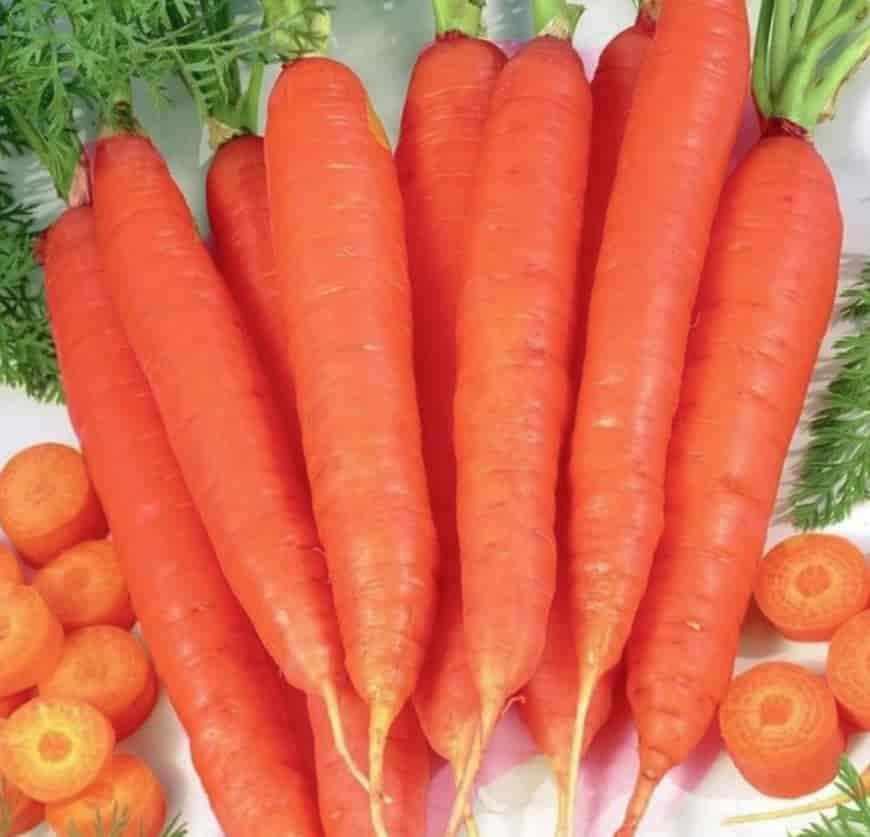 Сорт моркови Артек