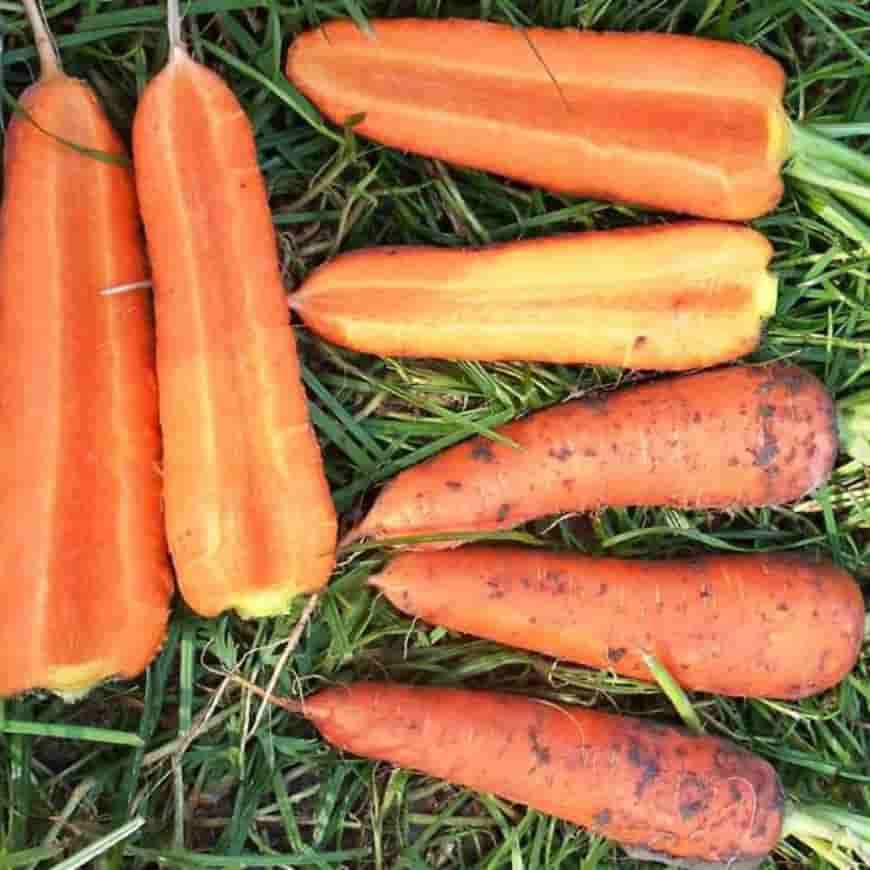 Сорт моркови Вита Лонга