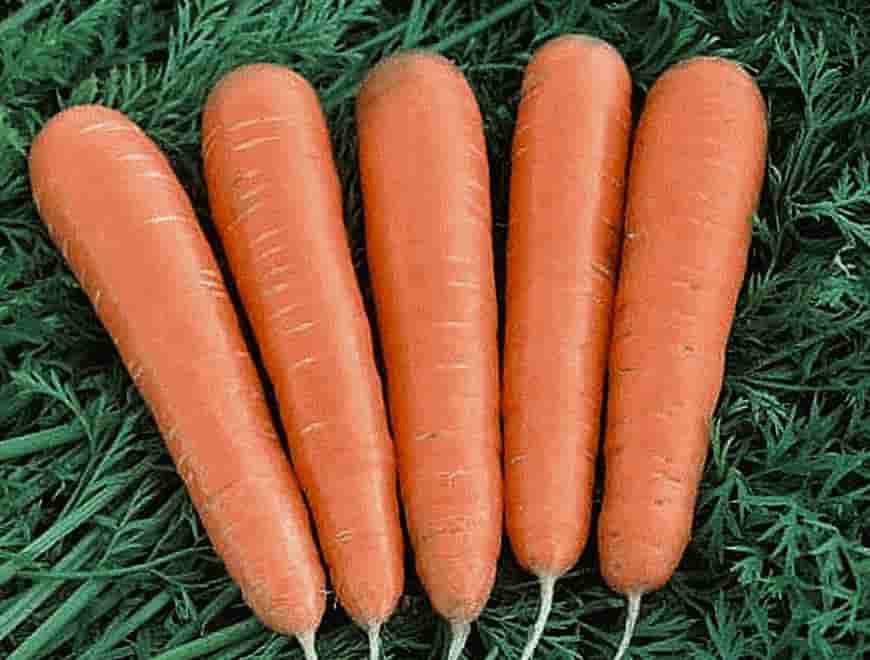 Сорт моркови Фея