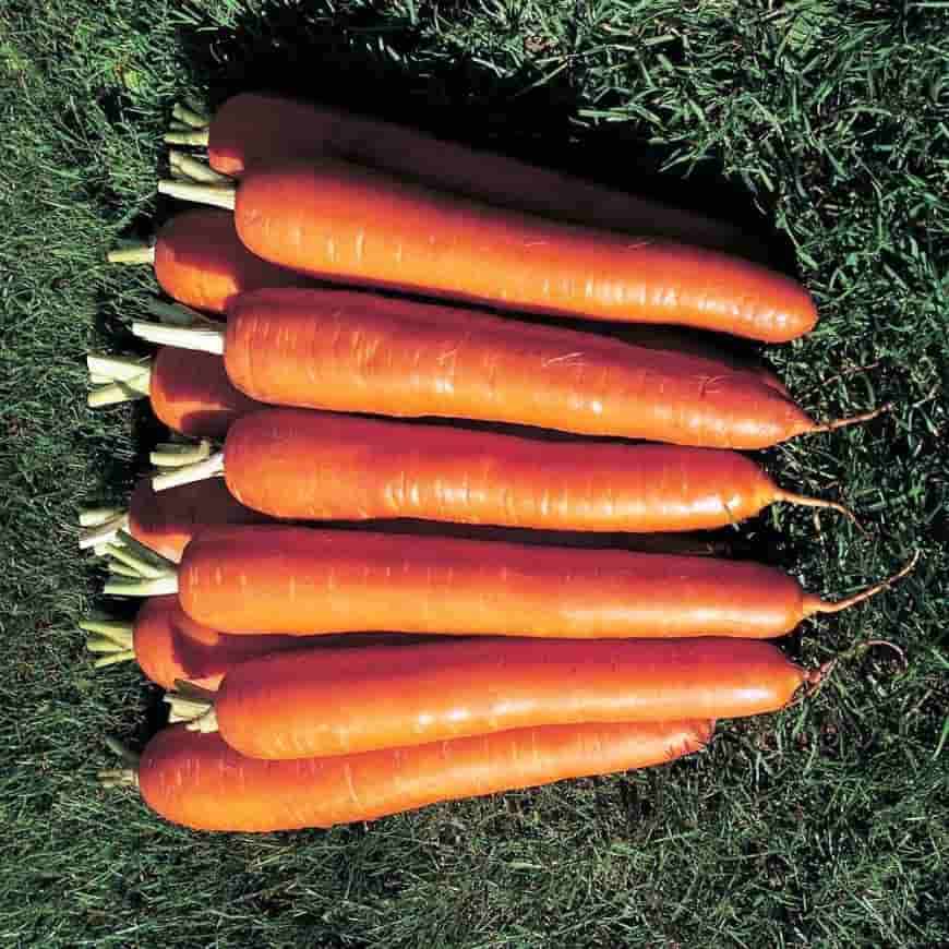 Сорт моркови Император