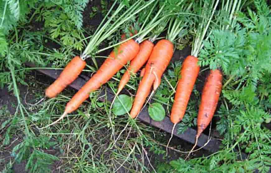 Сорт моркови Королева осени