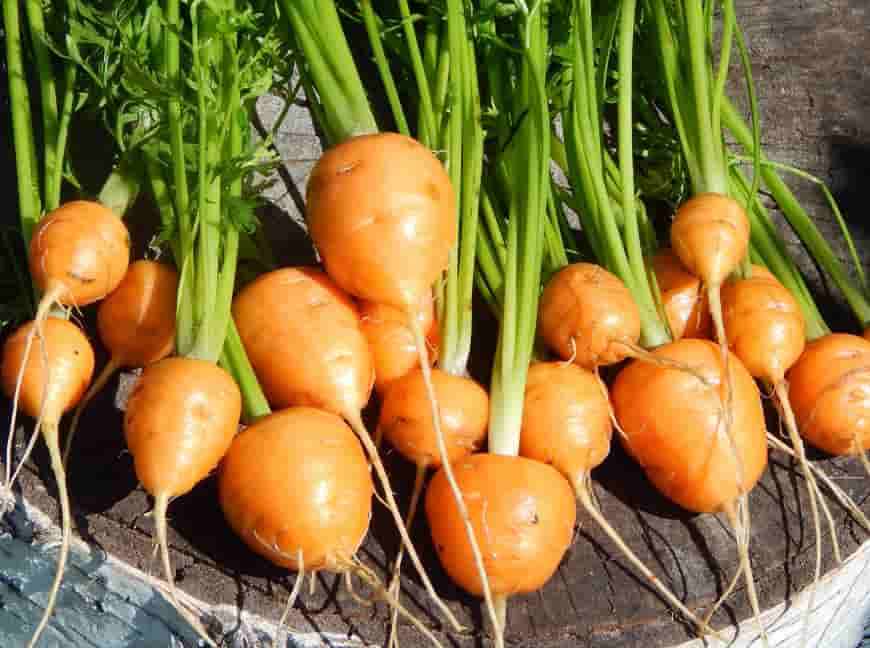 Сорт моркови Пармекс