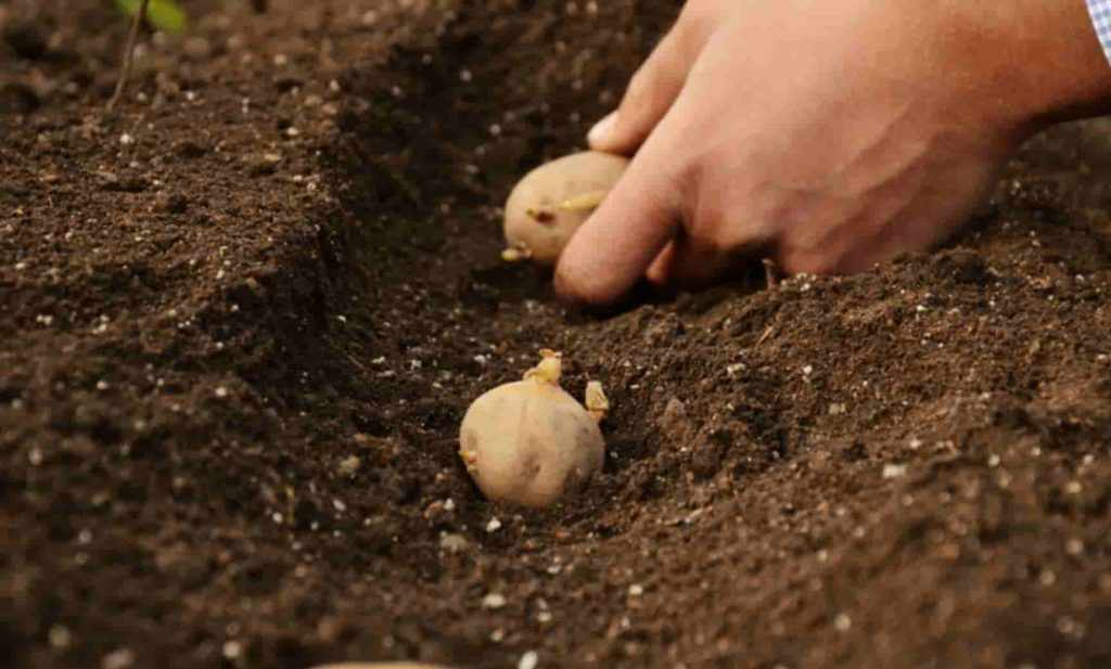 Технология посадки картофеля