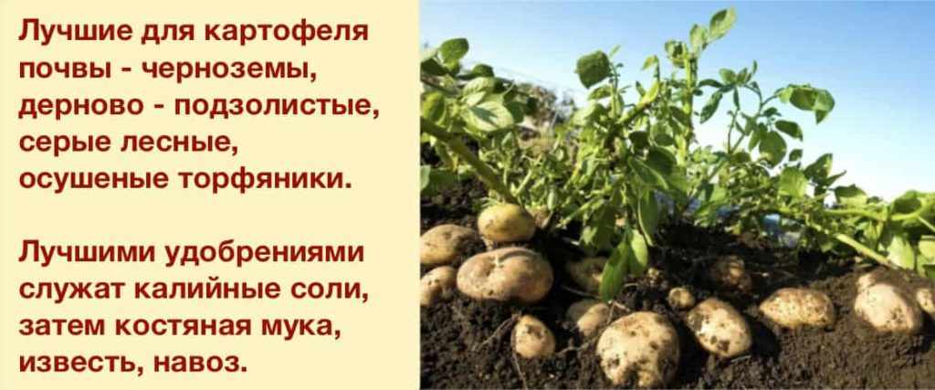 Необходимые условия для грунта при посадке картофеля