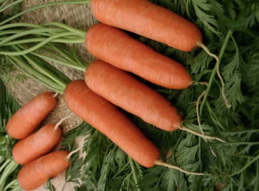 Сорт моркови Шантане