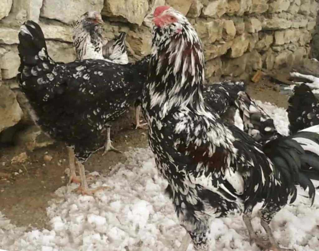 Гилянская порода кур