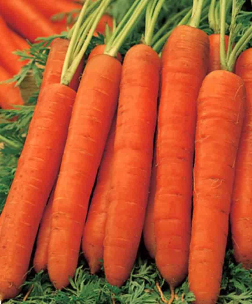 Сорт моркови Рогнеда