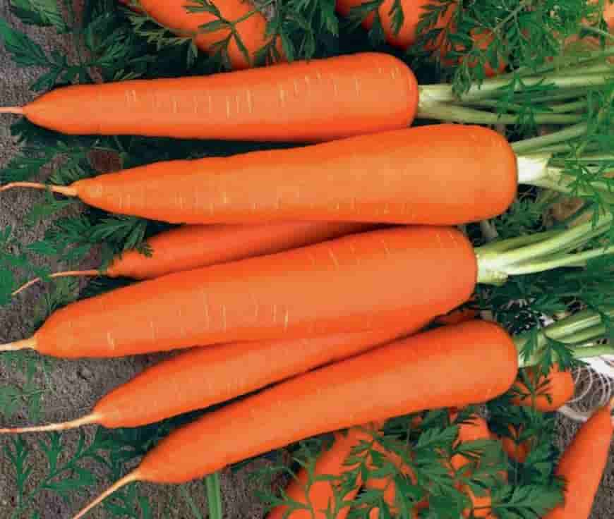 Сорт моркови Лидия F1