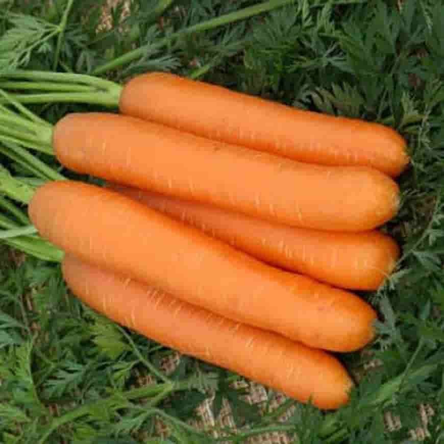 Сорт моркови Нандрин F1