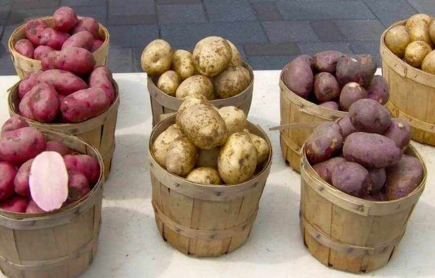 Сорта картофеля с самым вкусным вкусом