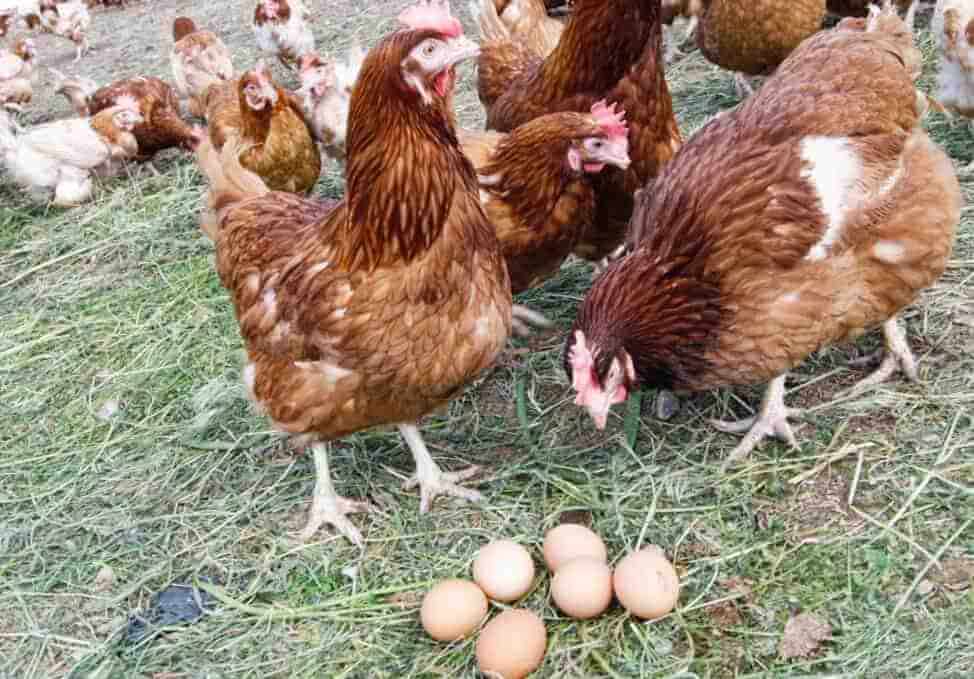 Куры несут 2 яйца в день. Курочка Несушка порода Радонит. Куры молодки. Курица молодка. Яйца кур несушек.
