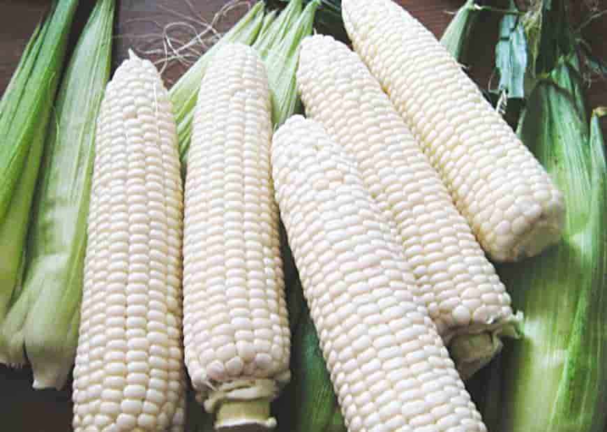 Лучшие сорта кукурузы с белыми зернами