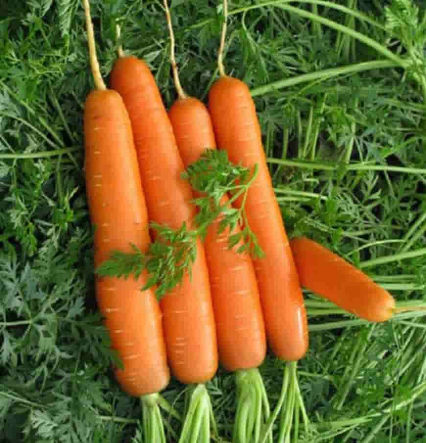 Сорт моркови Леночка