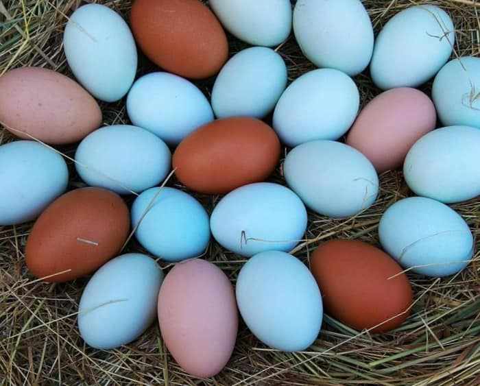 Куриный яйца Амерауканы