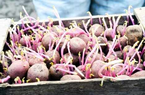 Подготовка семенного материала картофеля