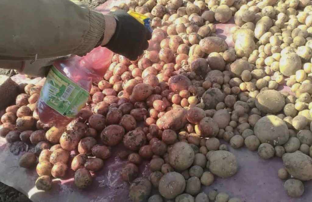 Борьба с вредителями картофеля
