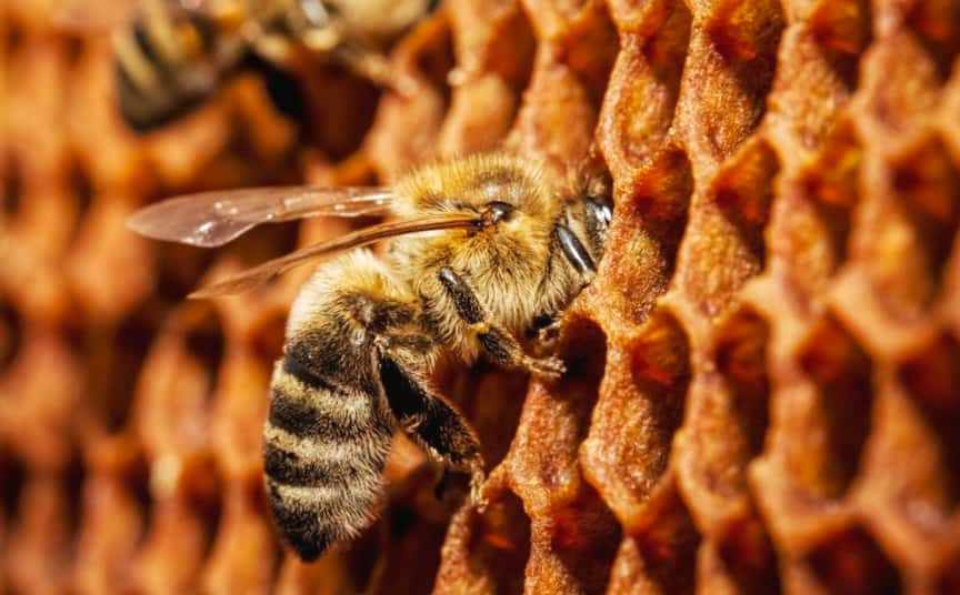 Сколько меда приносит одна пчела