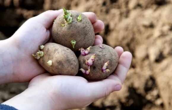 Высадка картофеля Невский в грунт