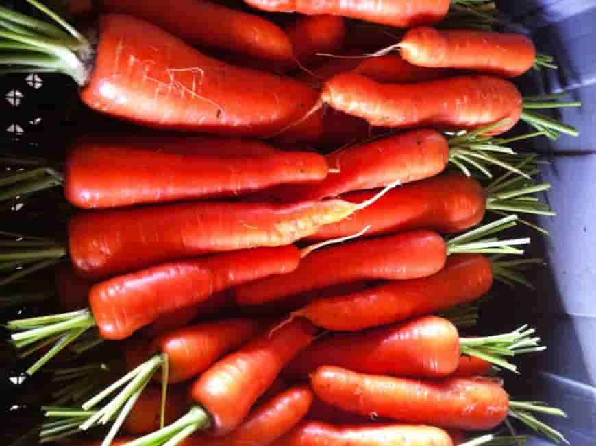 Сорт моркови Ред Ас