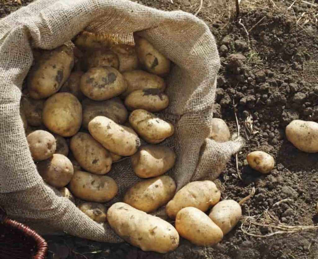Какие сорта картошки дают самый большой урожай