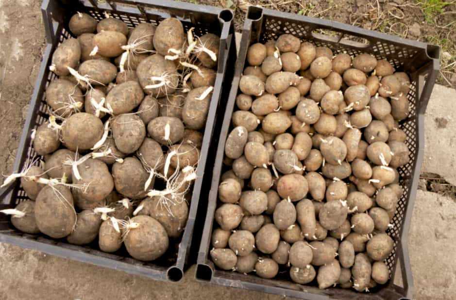 Как сохранить семенной картофель до весны