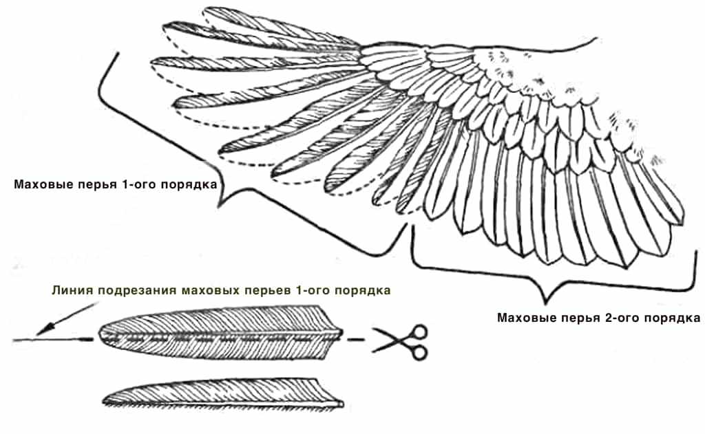 Схема подрезки крыльев у кур