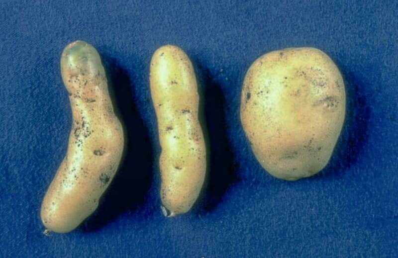 Готика картофеля